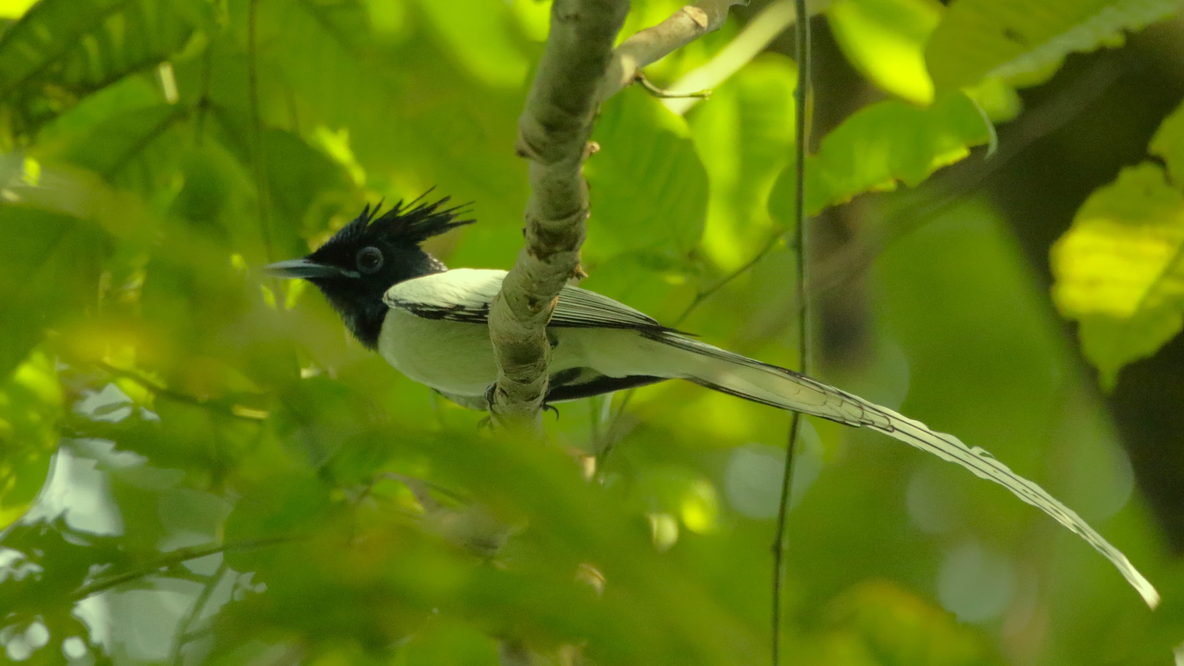 Cinematic Still: Canopy Focus
