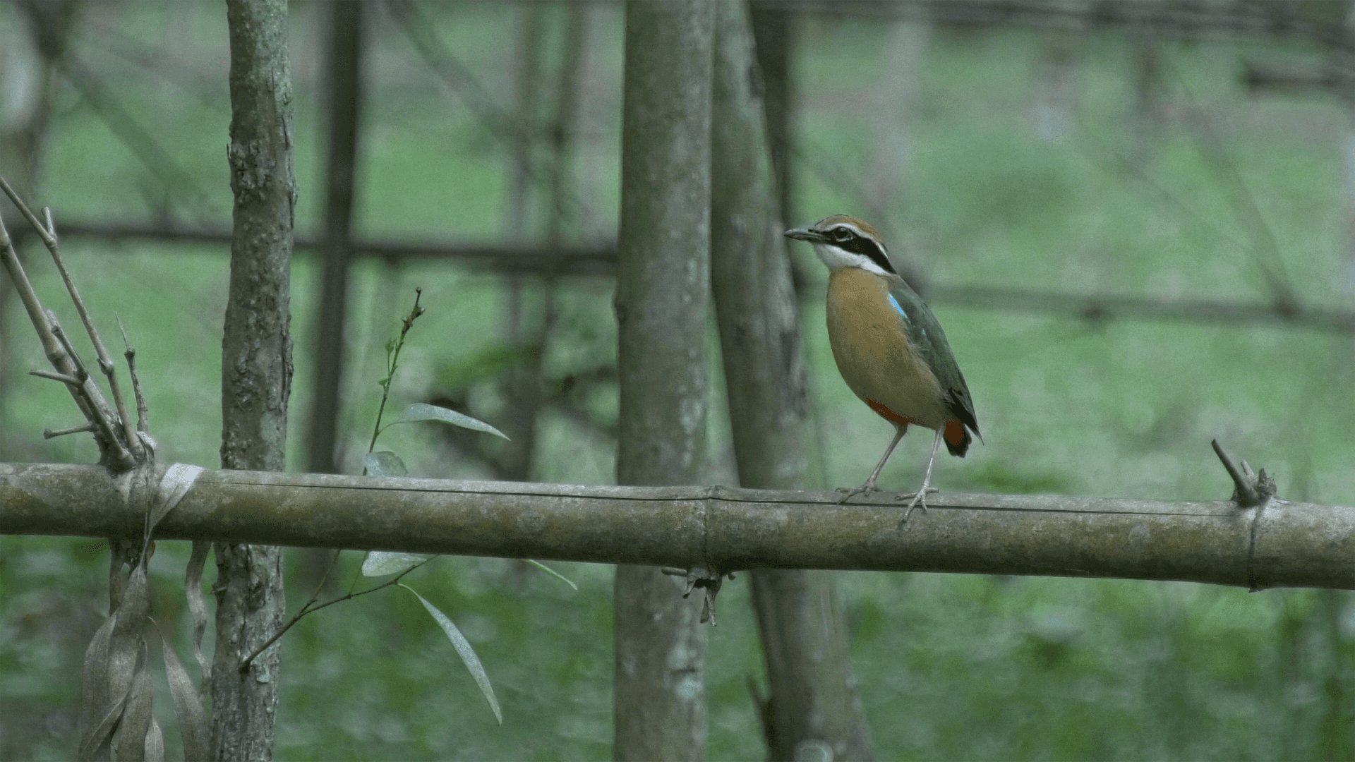 Indian Pitta