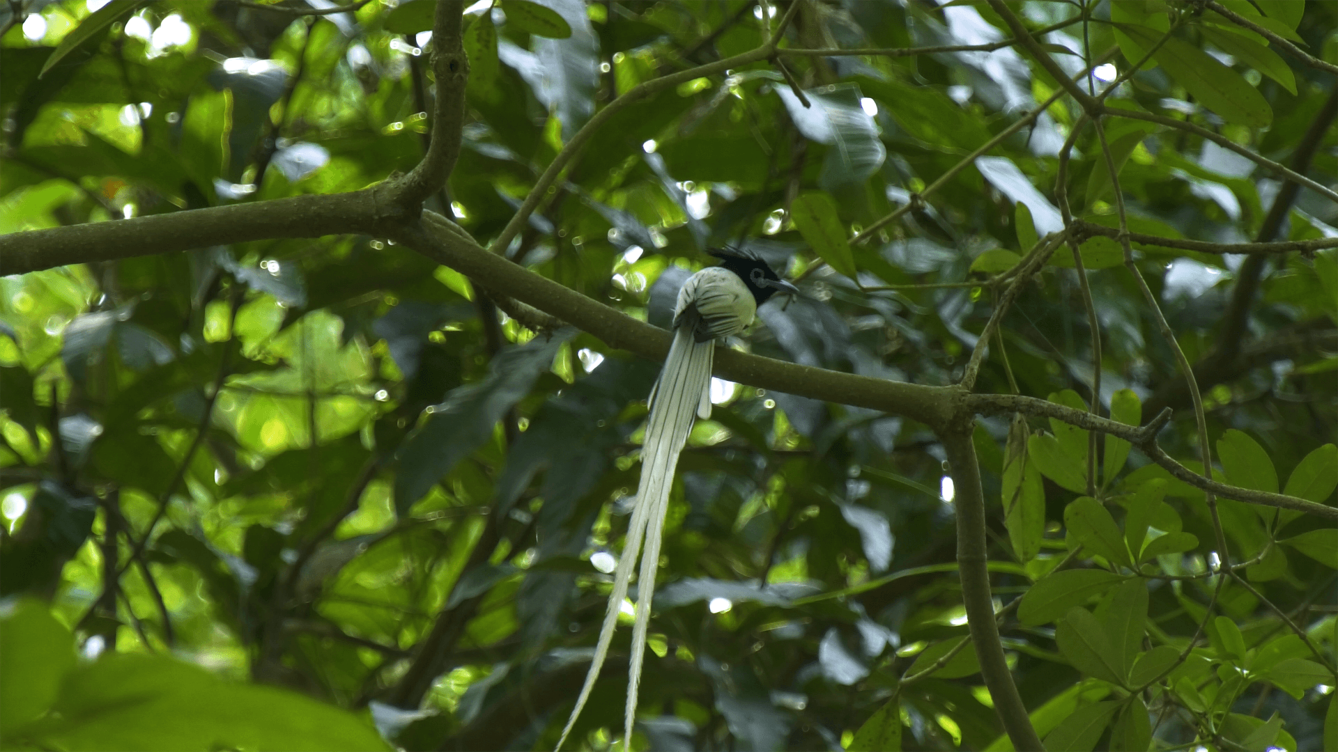 Asian Paradise Flycatcher
