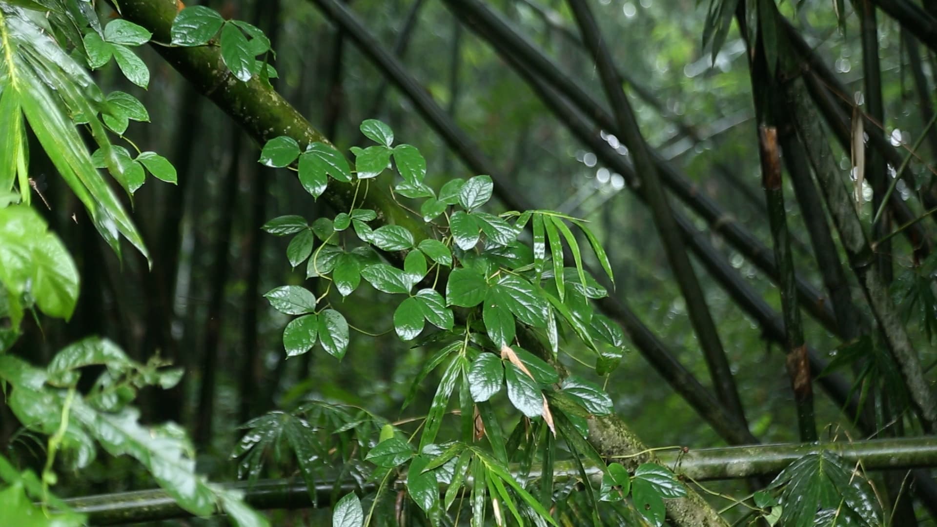 Cycles of Season & Survival