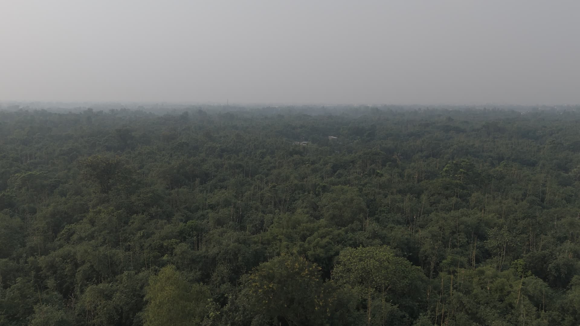 Sea of Bamboo - Gondogram